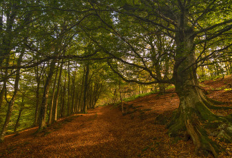 Картинка природа дороги простор