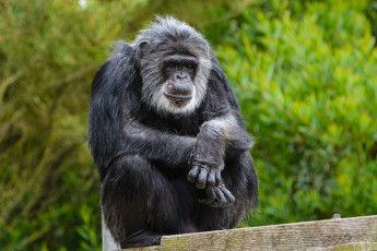 Картинка животные обезьяны обезьяна