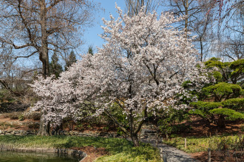 Картинка природа деревья простор