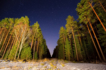 Картинка природа лес простор