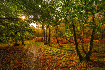 Картинка природа лес простор