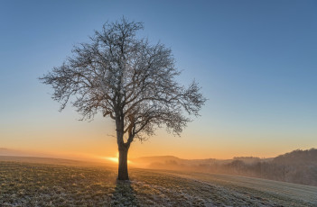 Картинка природа деревья простор