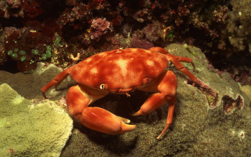 Картинка животные крабы +раки краб