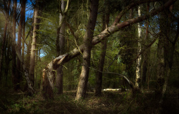 Картинка природа лес простор