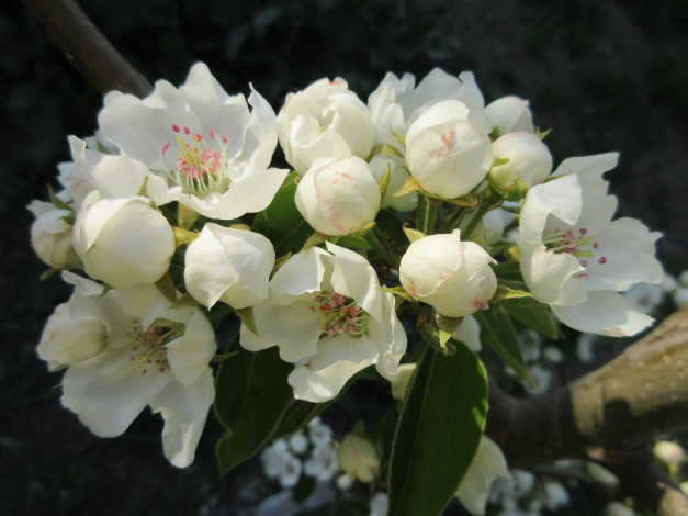 Обои картинки фото цветы, цветущие деревья ,  кустарники, весна, 2018