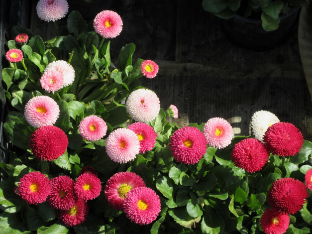 Обои картинки фото цветы, маргаритки, весна, 2018