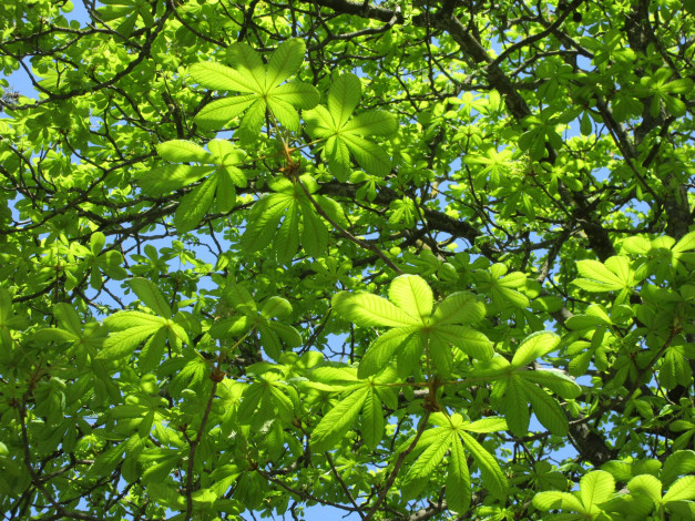 Обои картинки фото природа, листья, весна, 2018