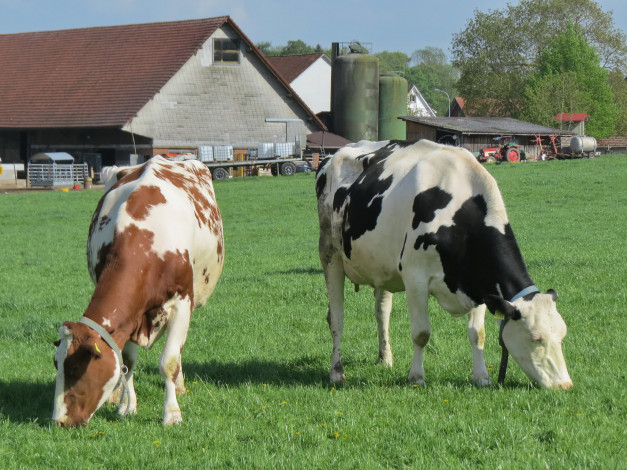 Обои картинки фото животные, коровы,  буйволы