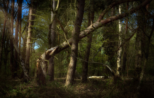 Обои картинки фото природа, лес, простор