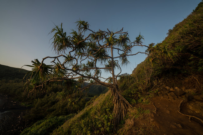 Обои картинки фото природа, деревья, простор