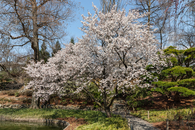 Обои картинки фото природа, деревья, простор