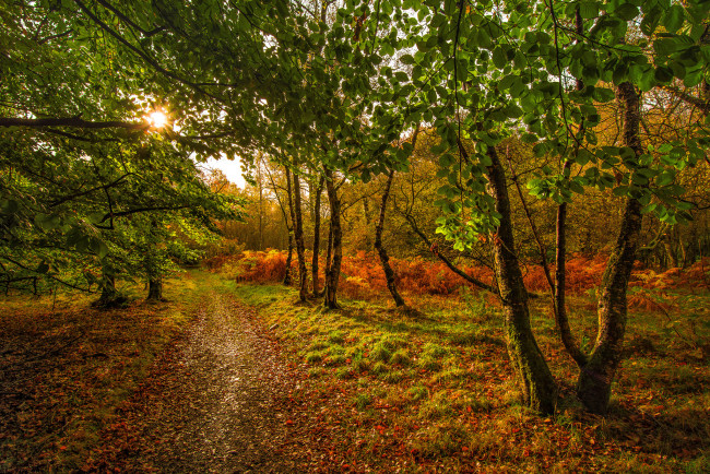 Обои картинки фото природа, лес, простор