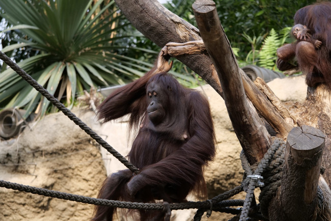 Обои картинки фото животные, обезьяны, обезьяна