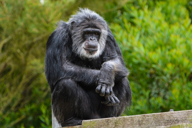 Обои картинки фото животные, обезьяны, обезьяна