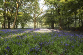 Картинка природа лес простор