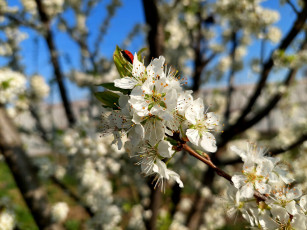 Картинка 11 04 2022 цветы цветущие+деревья+ +кустарники весна