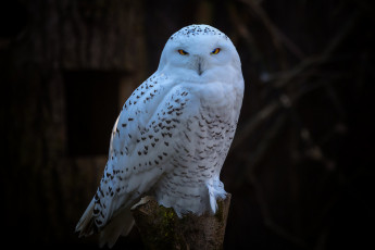 Картинка животные совы темный фон сова птица белая полярная