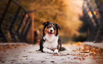 Картинка животные собаки собака осень мост