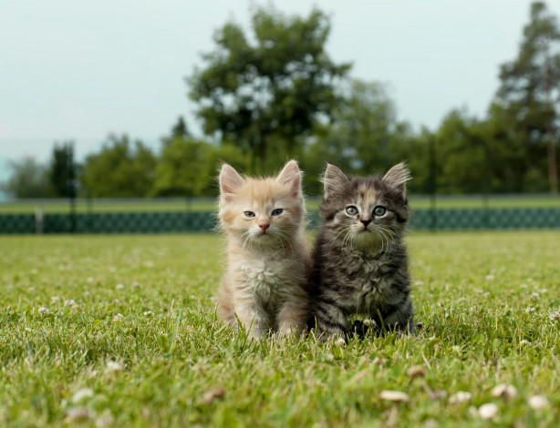 Обои картинки фото животные, коты, зелень, лето, трава, деревья, кошки, природа, парк, серый, вместе, поляна, забор, рыжий, котята, клевер, парочка, лужайка