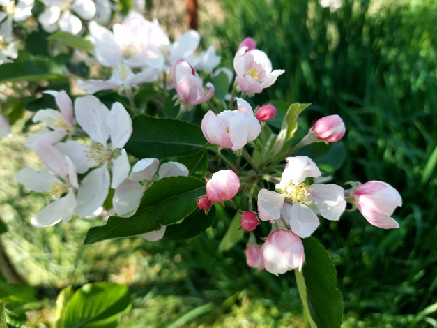 Обои картинки фото цветы, цветущие деревья ,  кустарники, яблоня, цветение, весна, 2022