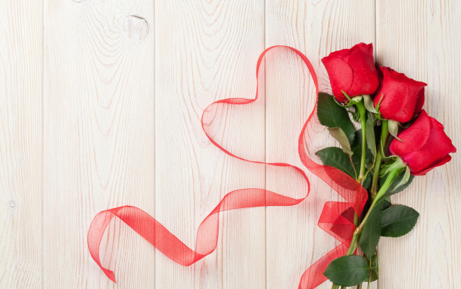 Обои картинки фото цветы, розы, красные, лента