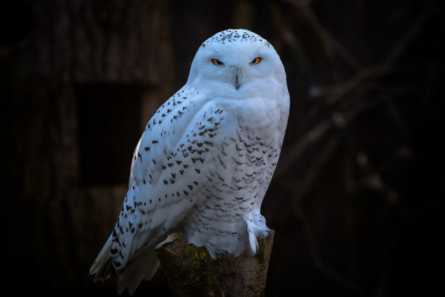 Обои картинки фото животные, совы, темный, фон, сова, птица, белая, полярная