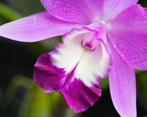 Картинка цветы орхидеи орхидея