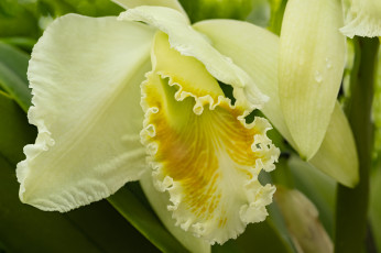 Картинка цветы орхидеи орхидея