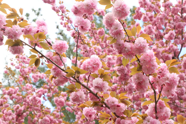 Обои картинки фото цветы, сакура,  вишня, весна