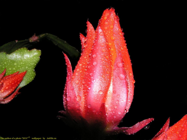 Обои картинки фото цветы, кактусы