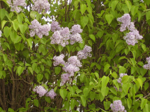 Картинка цветы сирень