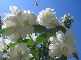 Картинка цветы жасмин