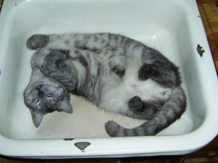 Картинка животные коты