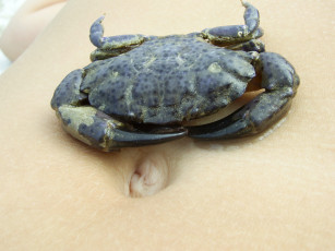 Картинка животные крабы раки