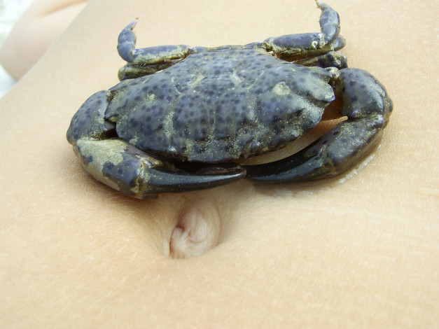 Обои картинки фото животные, крабы, раки