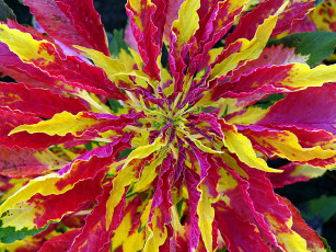 Картинка цветы амаранты