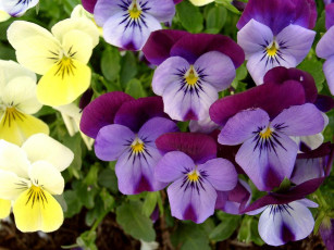 обоя цветы, анютины, глазки, садовые, фиалки