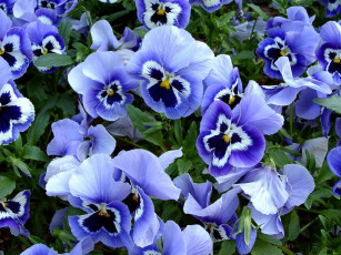 обоя цветы, анютины, глазки, садовые, фиалки