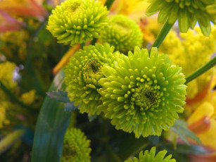 Картинка цветы хризантемы