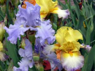 Картинка цветы ирисы