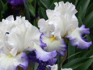 Картинка цветы ирисы