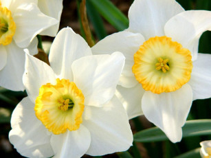 Картинка цветы нарциссы