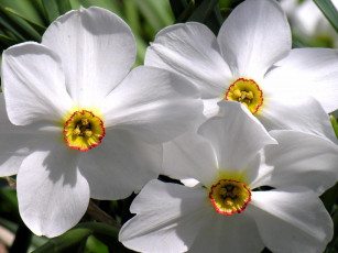 Картинка цветы нарциссы