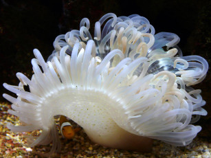 Картинка животные морская фауна