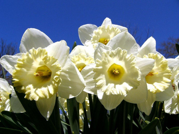 Обои картинки фото цветы, нарциссы