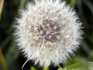 Картинка цветы одуванчики