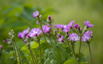 Картинка цветы примулы