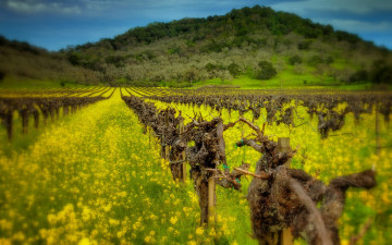 Картинка природа поля