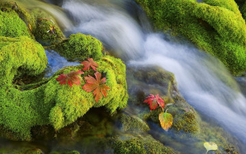 Картинка природа реки озера