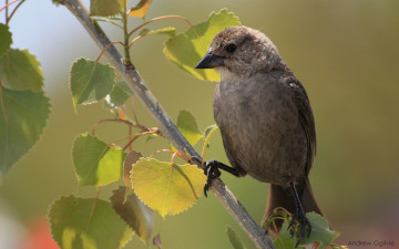 Картинка животные птицы